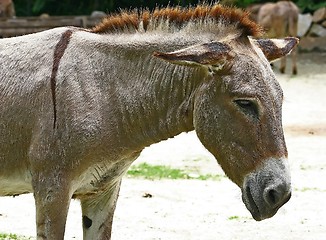 Image showing Donkey