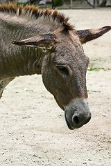 Image showing Donkey