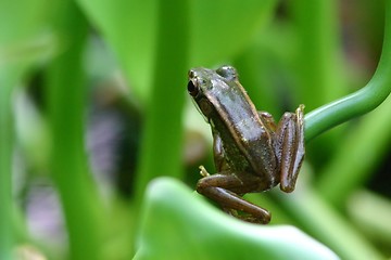 Image showing Frog