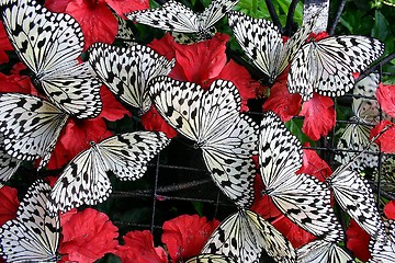 Image showing Butterflies