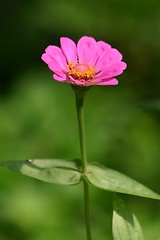 Image showing Pink Daisy Flower