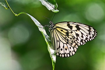 Image showing Dotted Butterfly