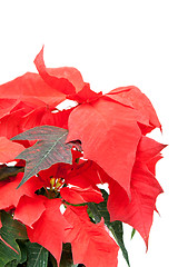 Image showing Poinsettia pulcherrima