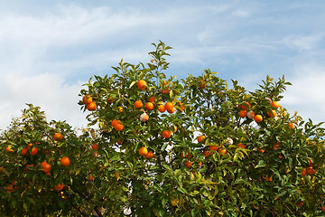 Image showing Branches with the fruits