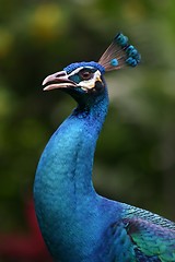 Image showing Peacock