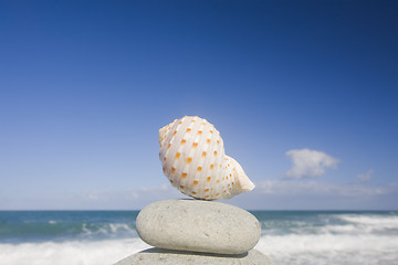 Image showing Conch Shell