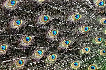 Image showing Peacock Feather