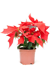 Image showing Poinsettia pulcherrima