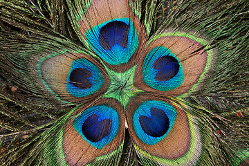 Image showing peacock's feathers