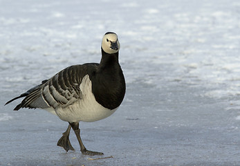 Image showing Barnacle Goose