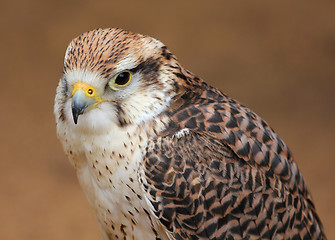 Image showing Hawk hunter.