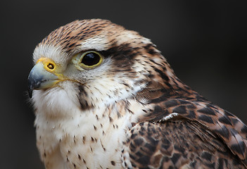 Image showing Hawk hunter