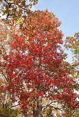 Image showing red tree in autumn forest