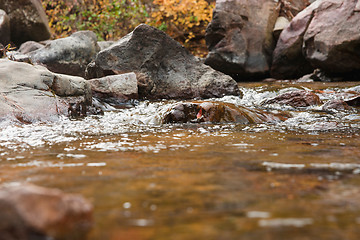 Image showing pure clean water over rocks