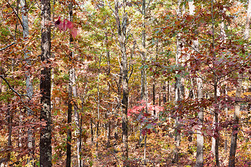 Image showing colors of autumn or fall in forest