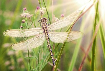 Image showing young dragonfly 