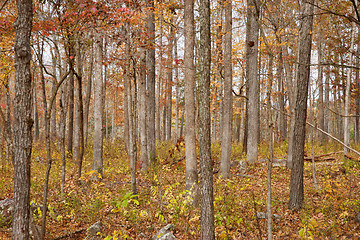 Image showing autumn or fall forest