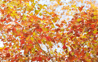 Image showing colourful leaves in autumn