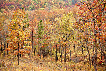 Image showing colourful leaves in autumn or fall