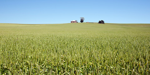 Image showing wheat grass in countryside