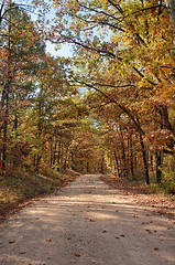 Image showing country road through autumn trees