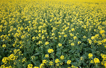 Image showing canola in the farm field