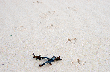 Image showing bird tracks in the sand