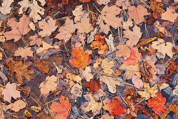Image showing red autumn leaves in water