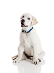 Image showing Labrador Retriever Puppy