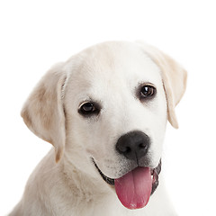 Image showing Labrador puppy