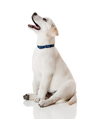 Image showing Labrador Retriever Puppy