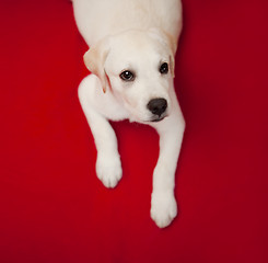 Image showing Labrador puppy