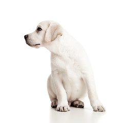 Image showing Labrador baby