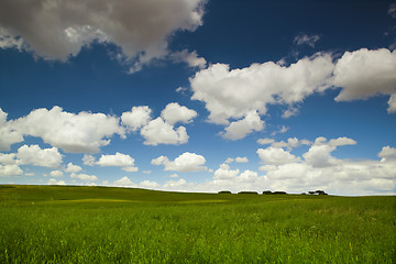 Image showing Green meadow