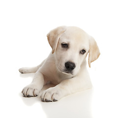 Image showing Labrador baby