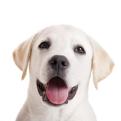 Image showing Labrador puppy