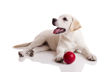 Image showing Labrador Puppy playing