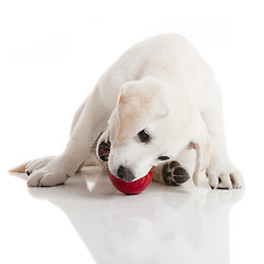 Image showing Labrador Puppy playing