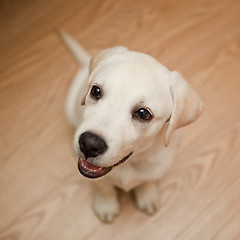 Image showing Labrador puppy