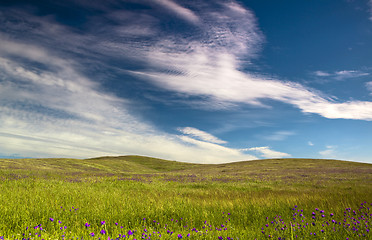 Image showing Green meadow