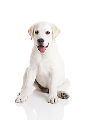Image showing Labrador puppy