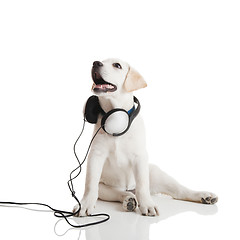 Image showing Dog listening to music