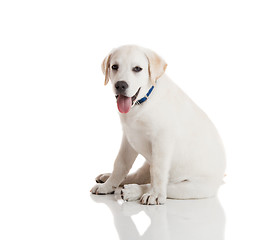 Image showing Labrador Retriever Puppy