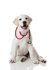 Image showing Veterinarian dog