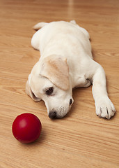 Image showing Labrador Puppy playing