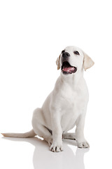 Image showing Labrador Retriever puppy