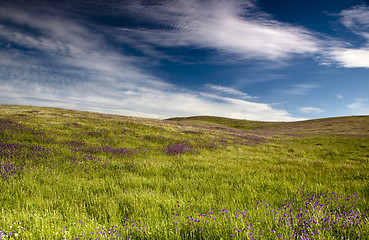 Image showing Green meadow