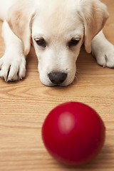 Image showing Labrador Puppy playing