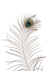 Image showing Peacock feather