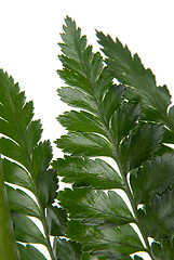 Image showing Fern leaf detail